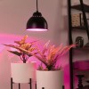 Suspension Neordic Hilla 40W MAX E27 Noir Paulmann 79763